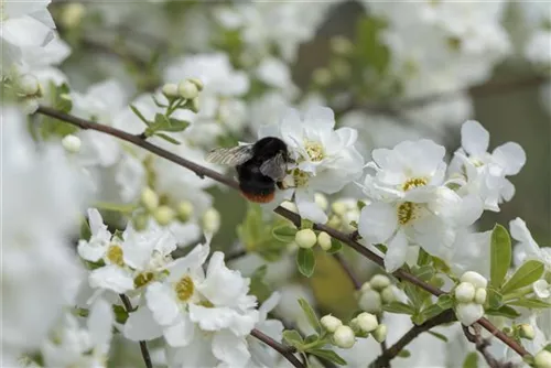 Kleine Prunkspiere 'The Bride' - Exochorda macrantha 'The Bride'