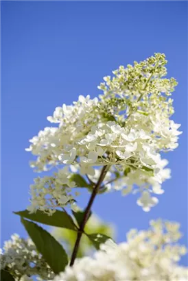 Rispenhortensie 'Tardiva' - Hydrangea paniculata 'Tardiva'