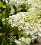 Rispenhortensie 'Tardiva' - Hydrangea paniculata 'Tardiva'