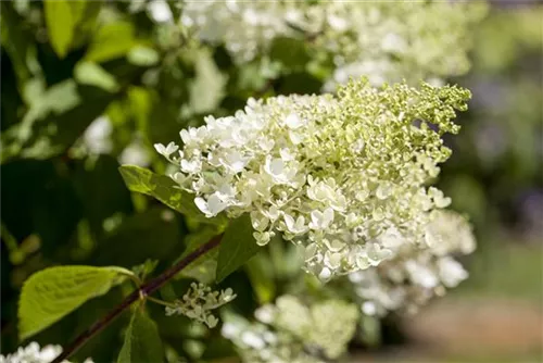 Rispenhortensie 'Tardiva' - Hydrangea paniculata 'Tardiva'