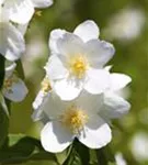 Duftend.Bauernjasmin - Philadelphus coronarius