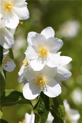 Duftend.Bauernjasmin - Philadelphus coronarius