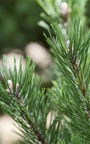 Pinus mugo 'Gnom'