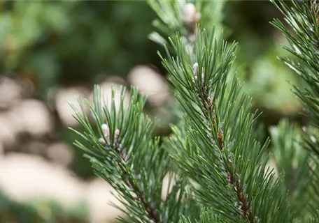 Pinus mugo 'Gnom' - Strauch-Kiefer 'Gnom'