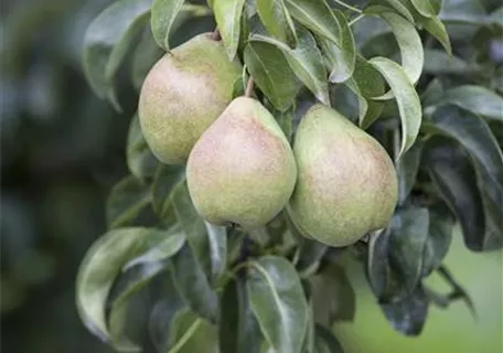 Pyrus communis CAC - Gemeine Birne