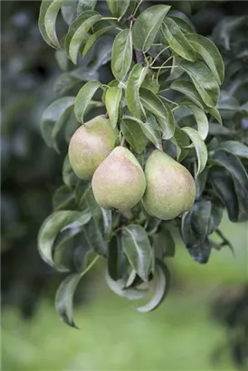 Gemeine Birne - Pyrus communis CAC