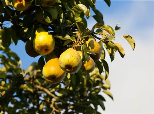 Gemeine Birne - Pyrus communis CAC