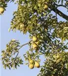 Gemeine Birne - Pyrus communis CAC