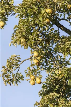 Gemeine Birne - Pyrus communis CAC