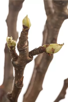 Gemeine Birne - Pyrus communis CAC