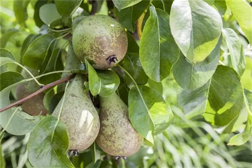 Gemeine Birne - Pyrus communis CAC