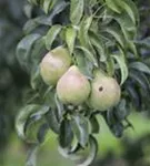 Gemeine Birne - Pyrus communis CAC