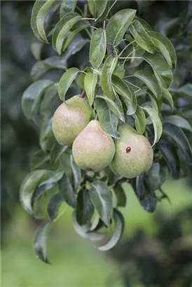 Gemeine Birne - Pyrus communis CAC