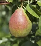 Gemeine Birne - Pyrus communis CAC