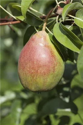 Gemeine Birne - Pyrus communis CAC