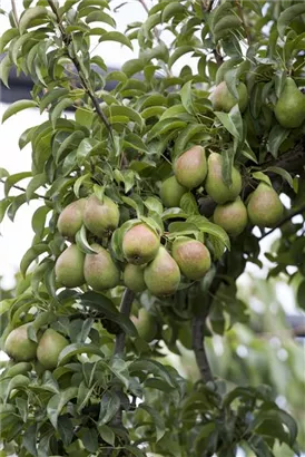 Gemeine Birne - Pyrus communis CAC