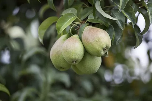 Gemeine Birne - Pyrus communis CAC