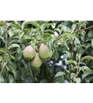 Gemeine Birne - Pyrus communis CAC