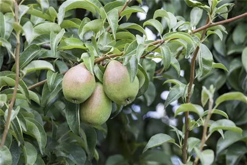 Gemeine Birne - Pyrus communis CAC