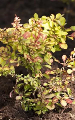 Berberis thunbergii