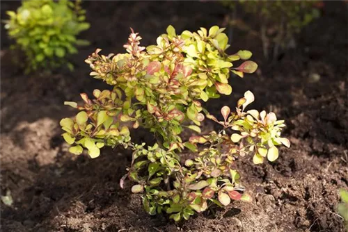 Grüne Heckenberberitze - Berberis thunbergii