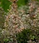 Grüne Heckenberberitze - Berberis thunbergii