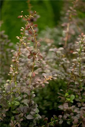 Grüne Heckenberberitze - Berberis thunbergii