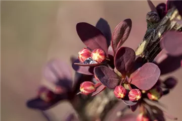 Berberis - Berberitze