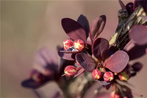 Grüne Heckenberberitze - Berberis thunbergii