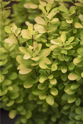 Grüne Heckenberberitze - Berberis thunbergii