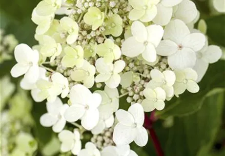 Hydrangea paniculata 'Vanille-Fraise' -R- - Rispenhortensie 'Vanille Fraise' -R-