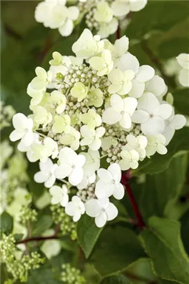 Rispenhortensie 'Vanille Fraise' -R- - Hydrangea paniculata 'Vanille-Fraise' -R-