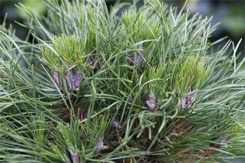 Berg-Kiefer 'Varella' - Pinus mugo 'Varella'