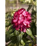 Rhododendron-Hybride 'President Roosevelt' - Rhododendron Hybr.'President Roosevelt' III