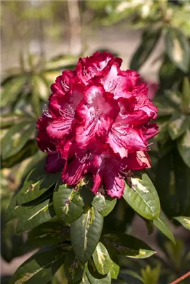 Rhododendron-Hybride 'President Roosevelt' - Rhododendron Hybr.'President Roosevelt' III