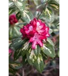 Rhododendron-Hybride 'President Roosevelt' - Rhododendron Hybr.'President Roosevelt' III