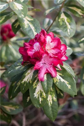 Rhododendron-Hybride 'President Roosevelt' - Rhododendron Hybr.'President Roosevelt' III