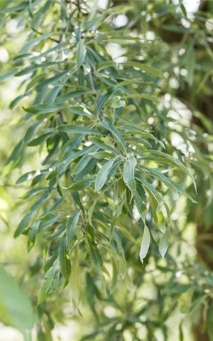 Pyrus salicifolia 'Pendula' CAC