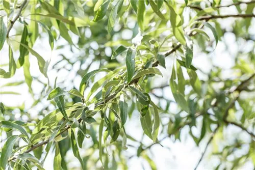 Hängende Wildbirne - Pyrus salicifolia 'Pendula' CAC