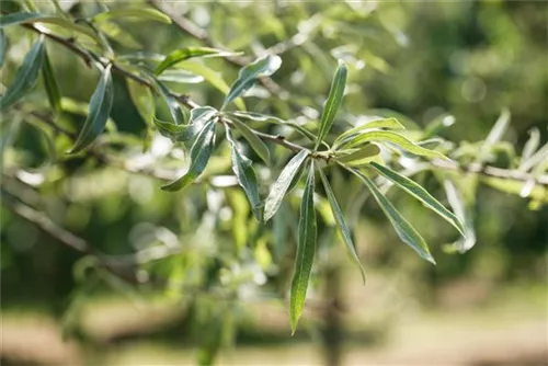 Hängende Wildbirne - Pyrus salicifolia 'Pendula' CAC