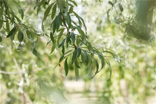 Hängende Wildbirne - Pyrus salicifolia 'Pendula' CAC