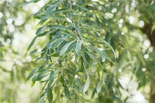 Hängende Wildbirne - Pyrus salicifolia 'Pendula' CAC