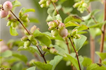 Symphoricarpos - Schneebeere