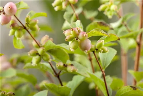 Niedrige Purpurbeere - Symphoricarpos chenaultii 'Hancock' - Bodendecker