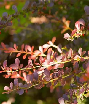 Berberis thunbergii 'Atropurpurea' - Heckenpflanzen