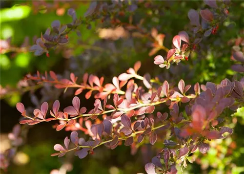 Rote Heckenberberitze - Berberis thunbergii 'Atropurpurea' - Heckenpflanzen