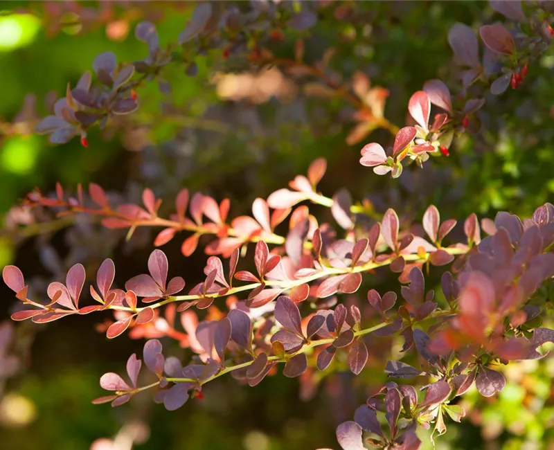 Berberis thunbergii 'Atropurpurea' - Heckenpflanzen