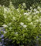 Rispenhortensie 'Wim's Red' -R- - Hydrangea paniculata 'Wim's Red' -R-