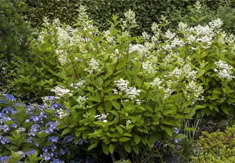 Hydrangea paniculata 'Wim's Red' -R- - Rispenhortensie 'Wim's Red' -R-