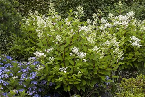 Rispenhortensie 'Wim's Red' -R- - Hydrangea paniculata 'Wim's Red' -R-